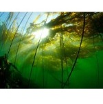 Биомимикрия в действии: энергогенерирующие водоросли у берегов Австралии