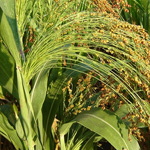 Ген, контролирующий цветение сорго, увеличивает производство биомассы из этого растения