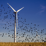 Ветряки и птицы: так ли экологична ветроэнергетика?