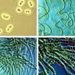 Исследование биотоплива: цианобактерия производит энергию 