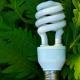 Правительство РФ утвердило правила утилизации энергосберегающих ламп